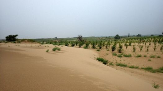 Vegetation condition in 2013 forest, taken on 2014.7.16      